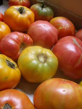 tomatoes09