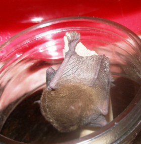 bat1