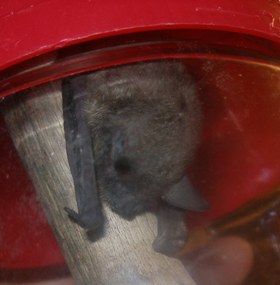 bat2