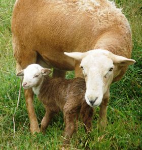 sheeplamb09