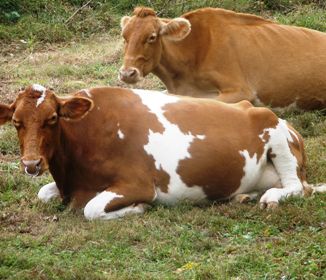 Guernsey Giants