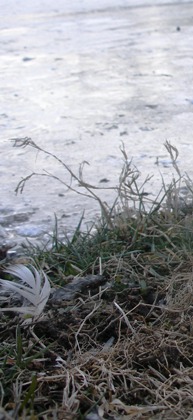 ice2 ice2