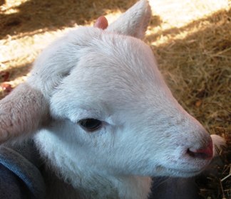 lamb1