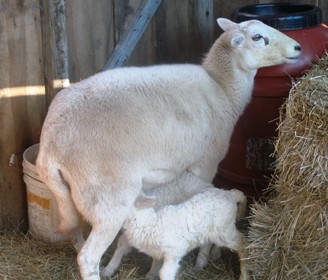 lambs2